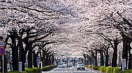 日立平和通のさくらのトンネル