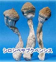 ��\�I�ȃ}�W�b�N�}�b�V�����[���u�V���V�x�T�u�N�x���V�X�v