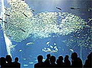 �o��̊C�吅��