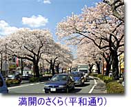 満開のさくら（日立市平和通り）