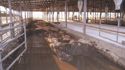 畜舎の片づけ現場