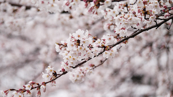 農研機構前の桜