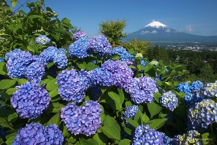(c) 四季の富士：FUJIYAMA DAYS