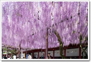 笠間市 ：笠間稲荷神社の藤棚