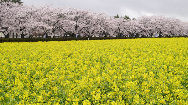 つくば市天王台の農研機構の菜の花と桜