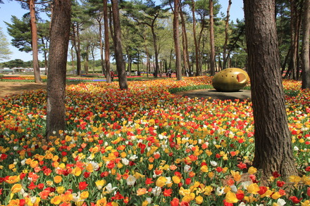 1-130419国営ひたち海浜公園＜ネモフィラ・チューリップ＞048