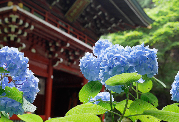 御岩神社の紫陽花