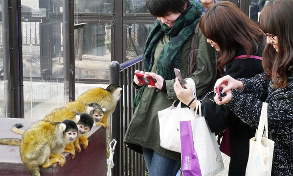 かみね動物園「サルの楽園」