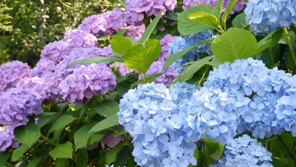 水戸市保和苑紫陽花まつり
