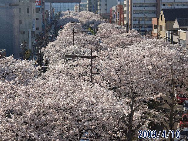 平和通りのさくら２００９年