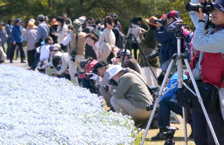 1-130428国営ひたち海浜公園＜ネモフィラ＞0020