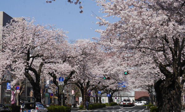 平和通りのさくら