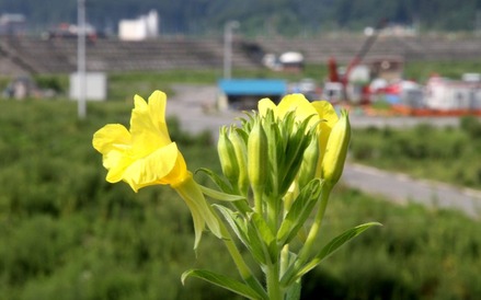 田老堤防の上で見つけた可憐な花