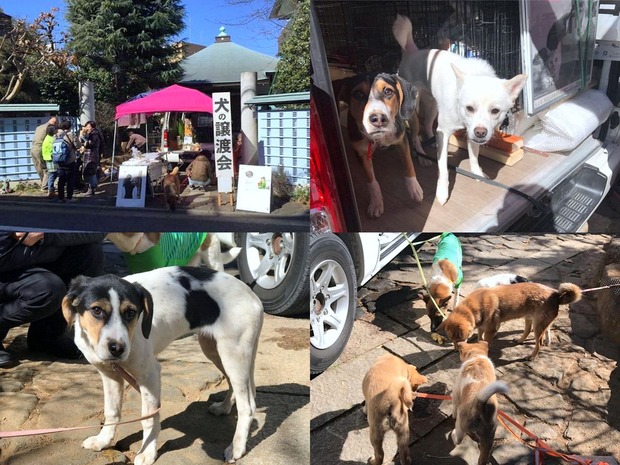 保護犬の譲渡会