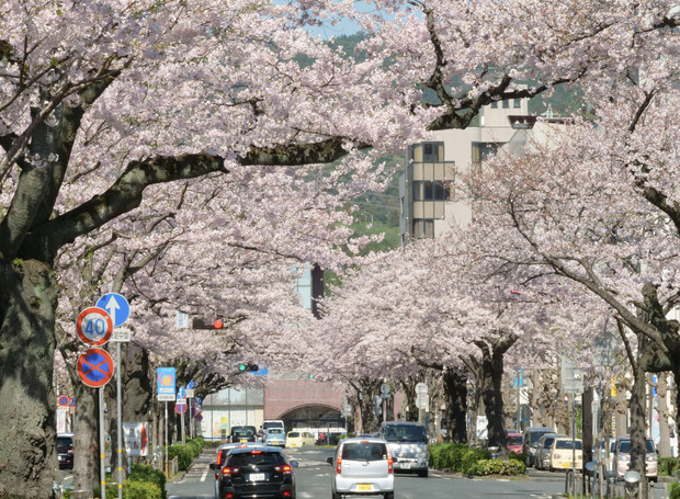日立平和通りのさくら