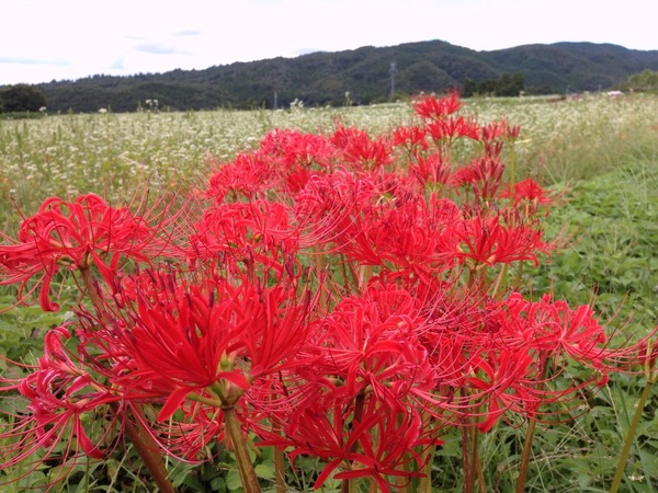 常陸太田市の曼珠沙華