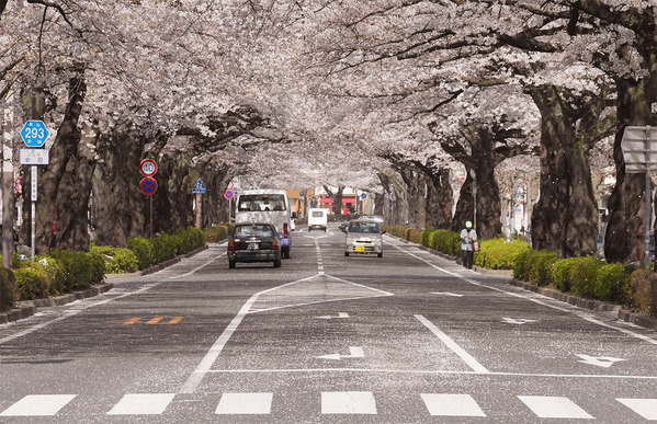 散る桜＜日立平和通り＞