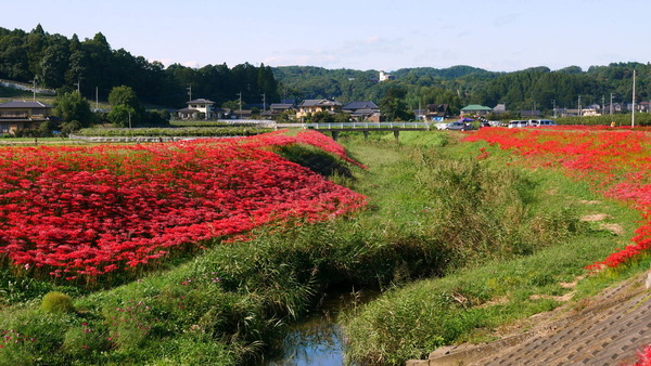 常陸太田彼岸花