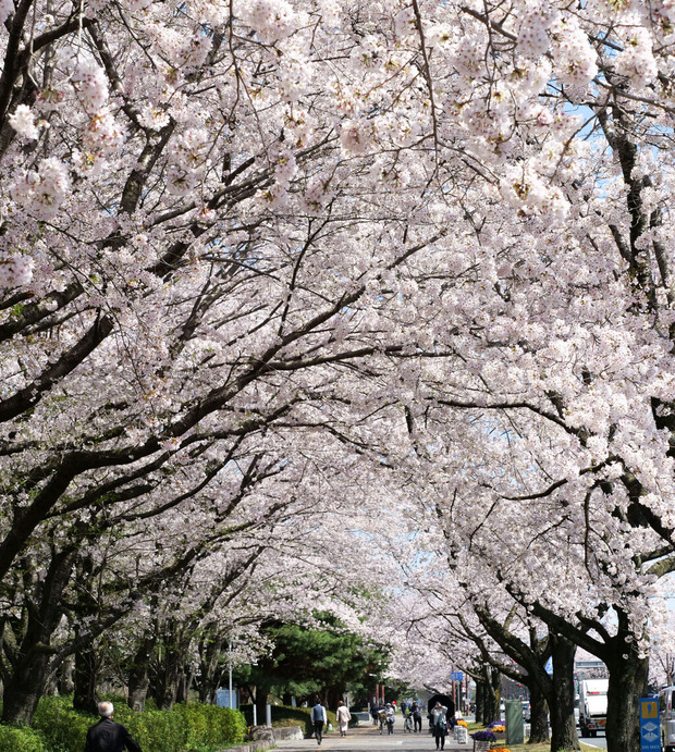 茨城県庁前のさくら並木