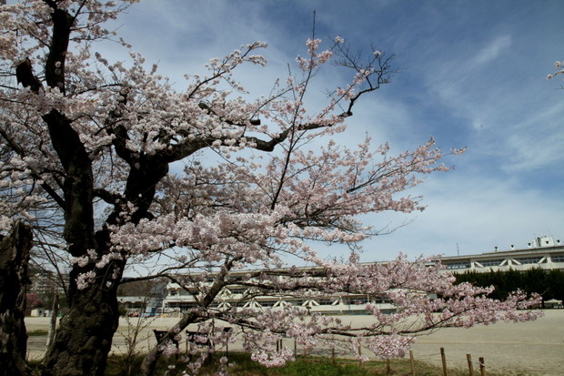 四代桜