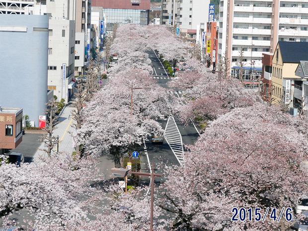 平和通りのさくら２０１５年