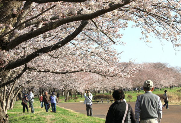 福岡堰の桜２０１５