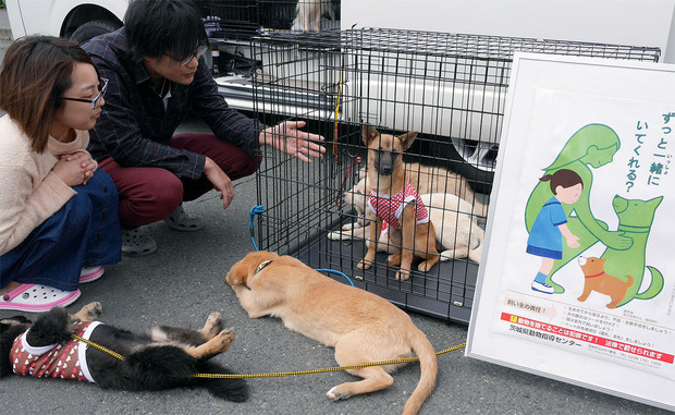 保護犬の譲渡会の模様