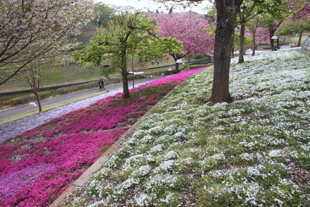 1-130423静八重桜公園B006