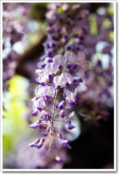 Photo by (c)Tomo.Yun