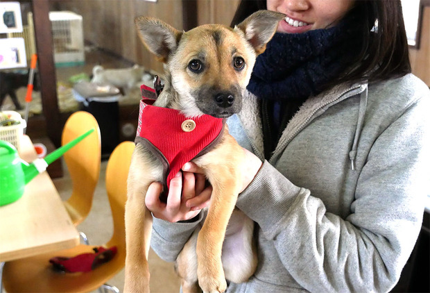 保護されて譲渡を待つ犬