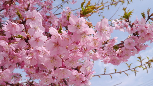 久慈サンピア日立周辺の河津桜