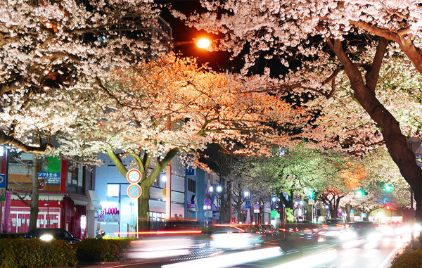日立平和通りの夜桜のライトアップ