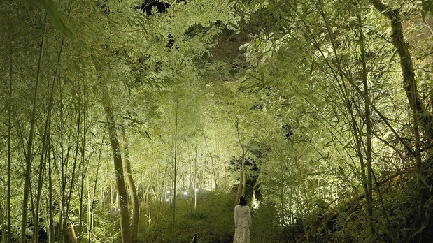 幽谷の竹林