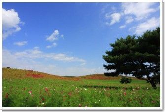 コキアフェステバル２０１０
