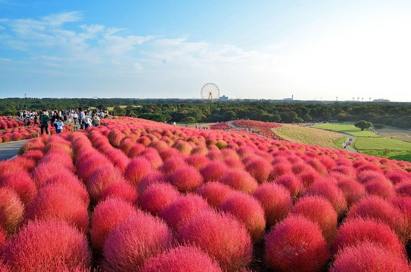 コキア＜ひたち海浜公園＞