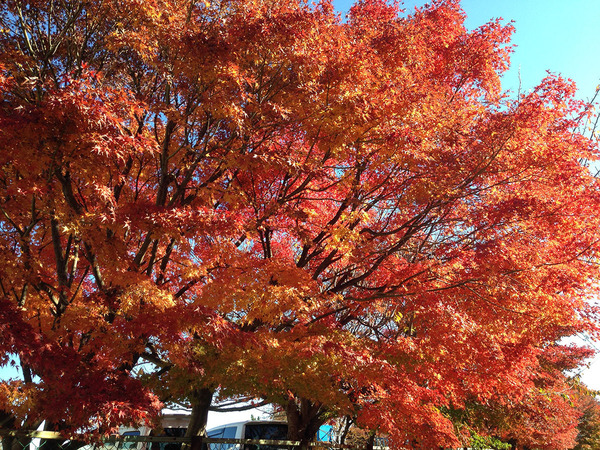 金沢小学校の紅葉