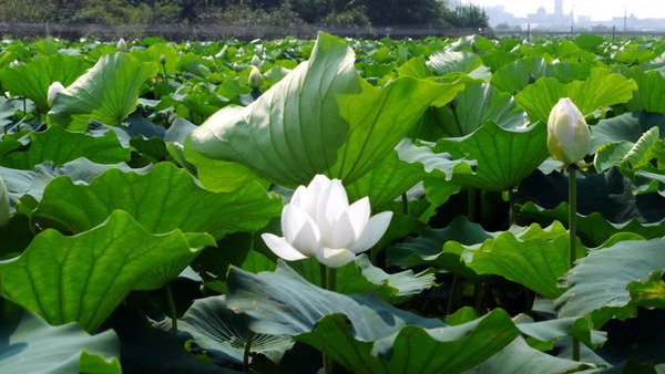 れんこんの花