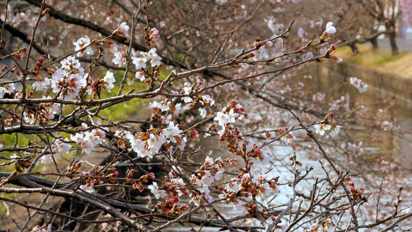 咲き始めた新川の桜