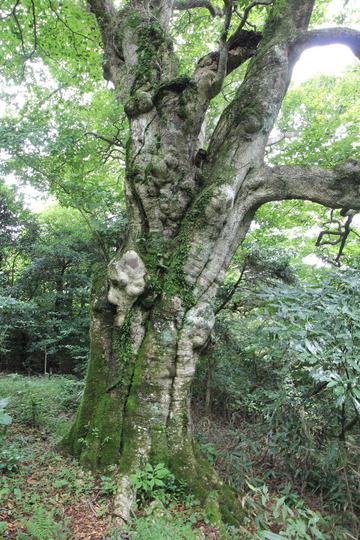 つくばのブナ林