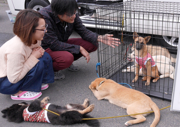 譲渡会の模様（ＮＰＯ法人茨城県水戸動物愛護様提供）