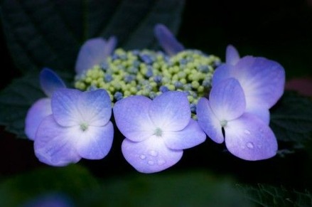 110605image