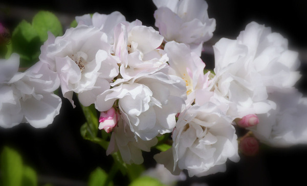 庭の花