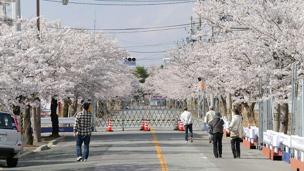 夜ノ森地区の桜