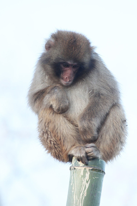 かみね動物園