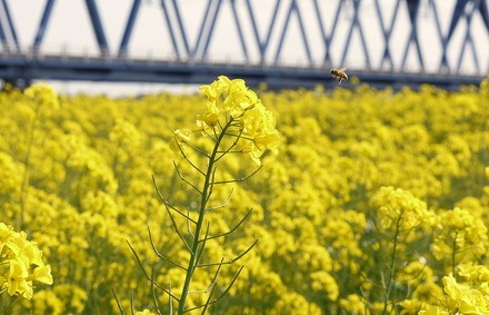 1-130504久慈川河川敷の菜の花019