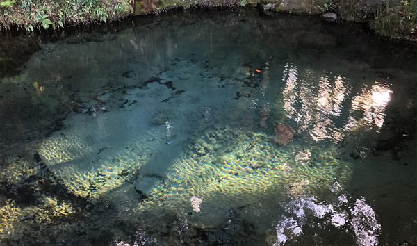 泉が森の湧水
