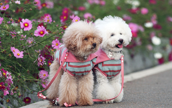 コスモスと犬たち