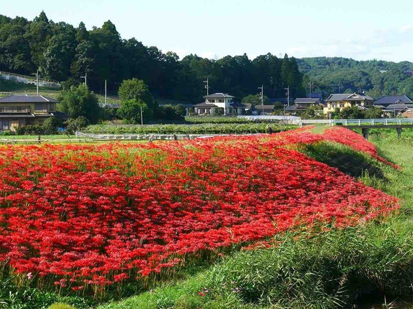 彼岸花<源氏川>