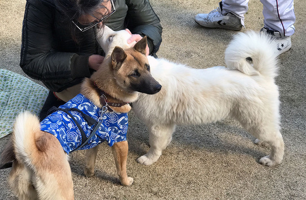保護犬の譲渡会