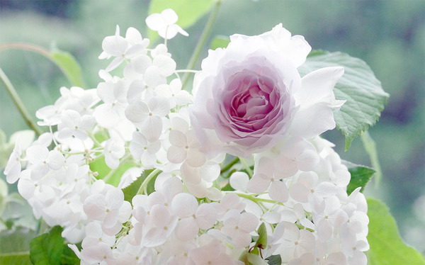 バラと紫陽花
